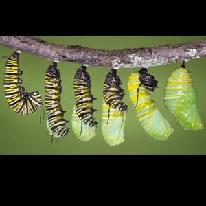 🦋Life Cycle Kit🦋